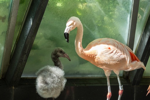 flamingo chick and adult bird